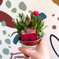 Dianthus 'Oscar Red' - Pot Carnations [British Grown] - Sprouts of Bristol