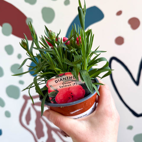 Dianthus 'Oscar Salmon' - Pot Carnations [British Grown] - Sprouts of Bristol
