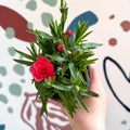 Dianthus 'Oscar Salmon' - Pot Carnations [British Grown] - Sprouts of Bristol