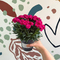 Dianthus 'Peman Violet' - Pot Carnations - Sprouts of Bristol