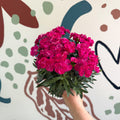 Dianthus 'Peman Violet' - Pot Carnations - Sprouts of Bristol