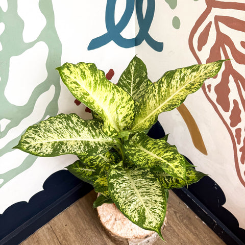 Dieffenbachia 'Mars' - Leopard Lily - Sprouts of Bristol