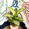 Dieffenbachia 'Mars' - Leopard Lily - Sprouts of Bristol