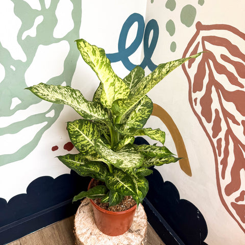 Dieffenbachia 'Mars' - Leopard Lily - Sprouts of Bristol