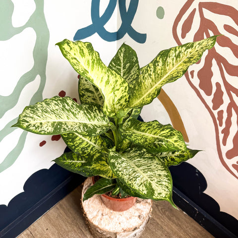 Dieffenbachia 'Mars' - Leopard Lily - Sprouts of Bristol