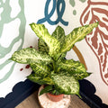 Dieffenbachia 'Mars' - Leopard Lily - Sprouts of Bristol