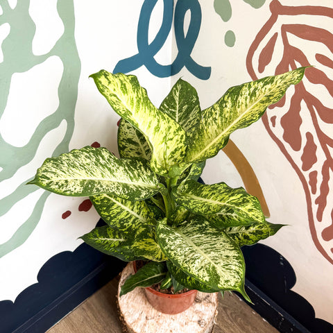Dieffenbachia 'Mars' - Leopard Lily - Sprouts of Bristol