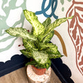 Dieffenbachia 'Mars' - Leopard Lily - Sprouts of Bristol
