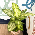 Dieffenbachia 'Mars' - Leopard Lily - Sprouts of Bristol