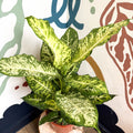 Dieffenbachia 'Mars' - Leopard Lily - Sprouts of Bristol