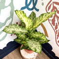 Dieffenbachia 'Mars' - Leopard Lily - Sprouts of Bristol