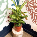 Dieffenbachia 'Mars' - Leopard Lily - Sprouts of Bristol