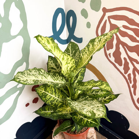 Dieffenbachia 'Mars' - Leopard Lily - Sprouts of Bristol