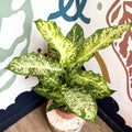 Dieffenbachia 'Mars' - Leopard Lily - Sprouts of Bristol