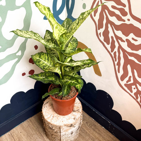 Dieffenbachia 'Mars' - Leopard Lily - Sprouts of Bristol