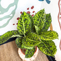Dieffenbachia ‘Reflector’ – Leopard Lily - Sprouts of Bristol