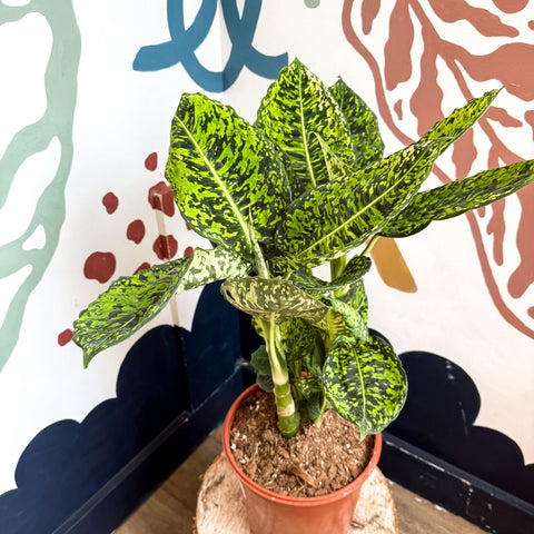Dieffenbachia ‘Reflector’ – Leopard Lily - Sprouts of Bristol