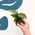 Dieffenbachia 'Snow' - Leopard Lily - Sprouts of Bristol