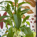 Digitalis purpurea 'Dalmatian Rose' - Foxgloves [British Grown Herbaceous Perennial] - Sprouts of Bristol