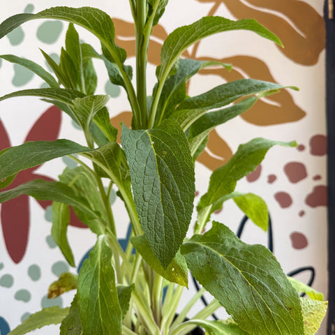 Digitalis purpurea 'Dalmatian Rose' - Foxgloves [British Grown Herbaceous Perennial] - Sprouts of Bristol