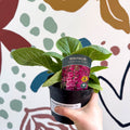 Digitalis purpurea 'Dalmatian Rose' - Foxgloves [British Grown Herbaceous Perennial] - Sprouts of Bristol