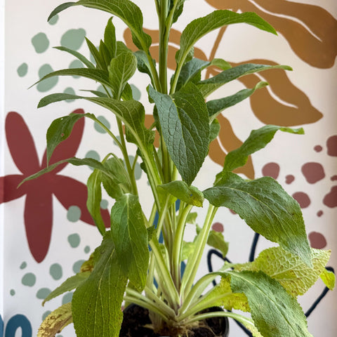 Digitalis purpurea 'Dalmatian Rose' - Foxgloves [British Grown Herbaceous Perennial] - Sprouts of Bristol