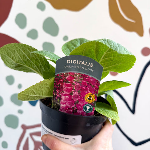 Digitalis purpurea 'Dalmatian Rose' - Foxgloves [British Grown Herbaceous Perennial] - Sprouts of Bristol
