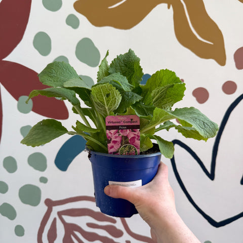 Digitalis purpurea 'Virtuoso Rose Compact' - Foxgloves [British Grown Herbaceous Perennial] - Sprouts of Bristol