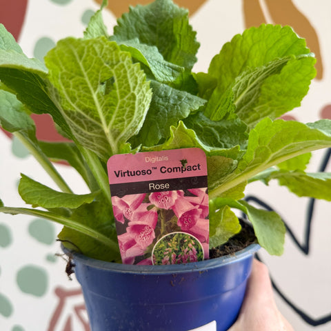Digitalis purpurea 'Virtuoso Rose Compact' - Foxgloves [British Grown Herbaceous Perennial] - Sprouts of Bristol
