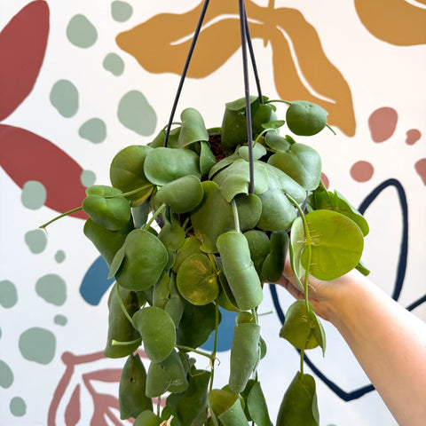 Dischidia platyphylla - Paddle - leaf Vine - Sprouts of Bristol