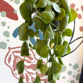 Dischidia platyphylla - Paddle - leaf Vine - Sprouts of Bristol