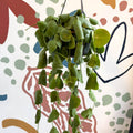 Dischidia platyphylla - Paddle - leaf Vine - Sprouts of Bristol