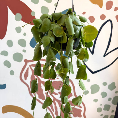 Dischidia platyphylla - Paddle - leaf Vine - Sprouts of Bristol