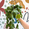 Dischidia platyphylla - Paddle - leaf Vine - Sprouts of Bristol