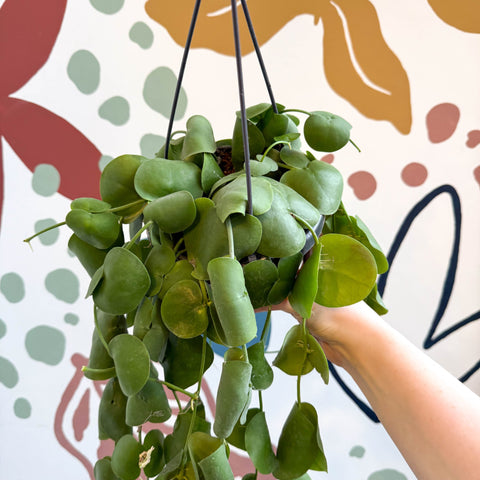 Dischidia platyphylla - Paddle - leaf Vine - Sprouts of Bristol