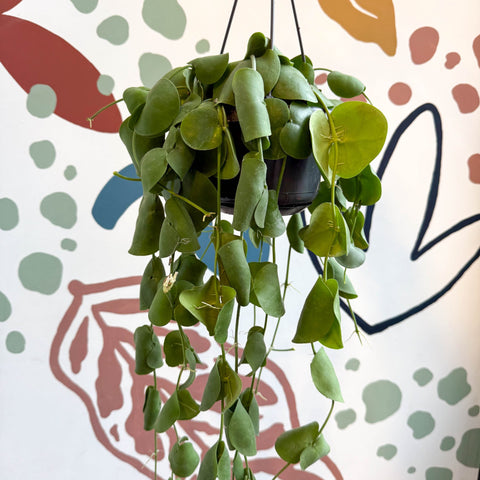 Dischidia platyphylla - Paddle - leaf Vine - Sprouts of Bristol