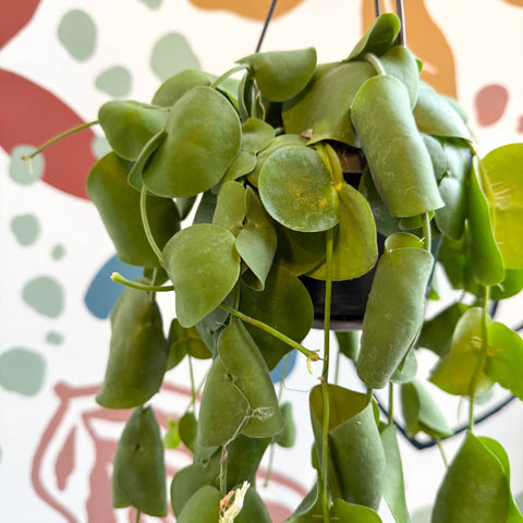 Dischidia platyphylla - Paddle - leaf Vine - Sprouts of Bristol