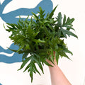 Doryopteris pedata - Digit Fern - Sprouts of Bristol