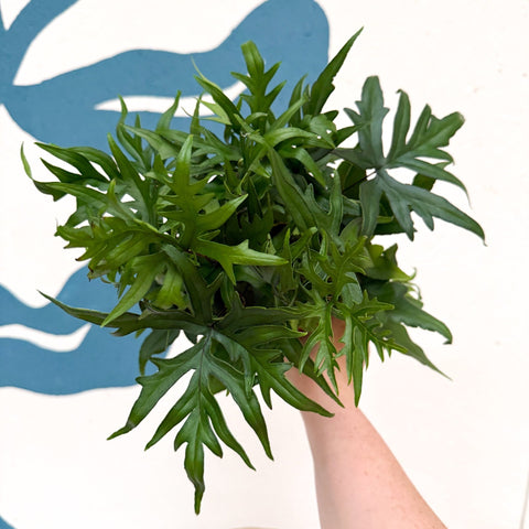 Doryopteris pedata - Digit Fern - Sprouts of Bristol