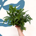 Doryopteris pedata - Digit Fern - Sprouts of Bristol
