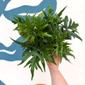 Doryopteris pedata - Digit Fern - Sprouts of Bristol