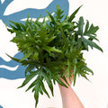 Doryopteris pedata - Digit Fern - Sprouts of Bristol