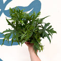 Doryopteris pedata - Digit Fern - Sprouts of Bristol