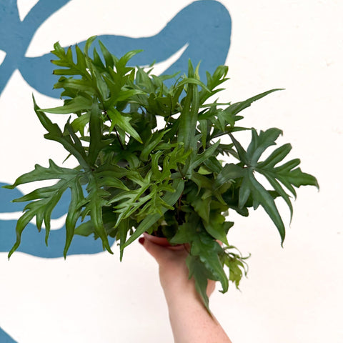Doryopteris pedata - Digit Fern - Sprouts of Bristol