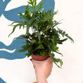 Doryopteris pedata - Digit Fern - Sprouts of Bristol