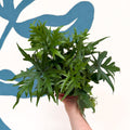 Doryopteris pedata - Digit Fern - Sprouts of Bristol