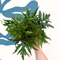 Doryopteris pedata - Digit Fern - Sprouts of Bristol