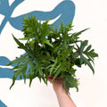 Doryopteris pedata - Digit Fern - Sprouts of Bristol