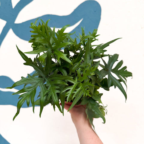 Doryopteris pedata - Digit Fern - Sprouts of Bristol