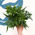 Doryopteris pedata - Digit Fern - Sprouts of Bristol